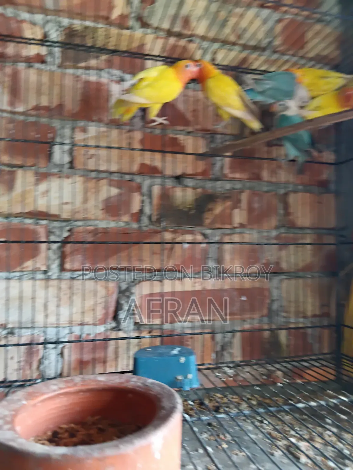 New Running Lovebird