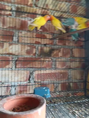New Running Lovebird