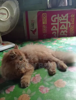 6-12 Months Female Purebred Persian