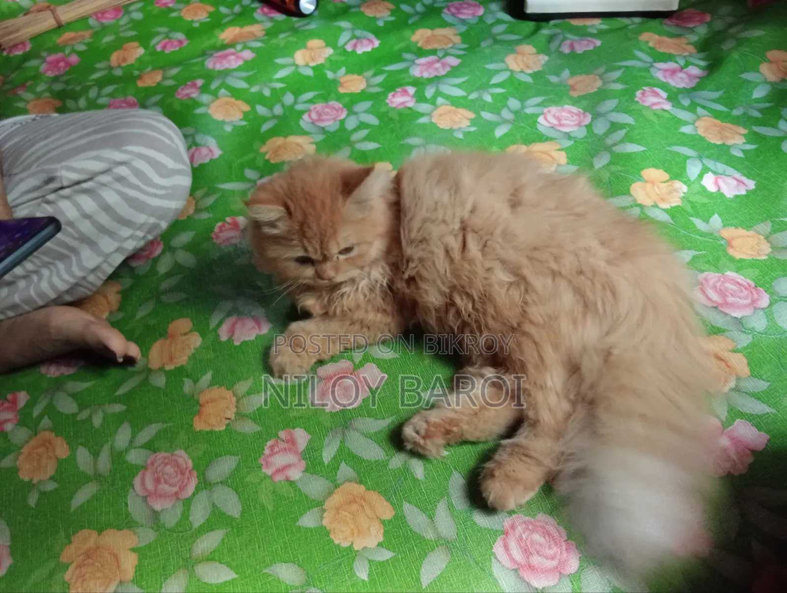 6-12 Months Female Purebred Persian