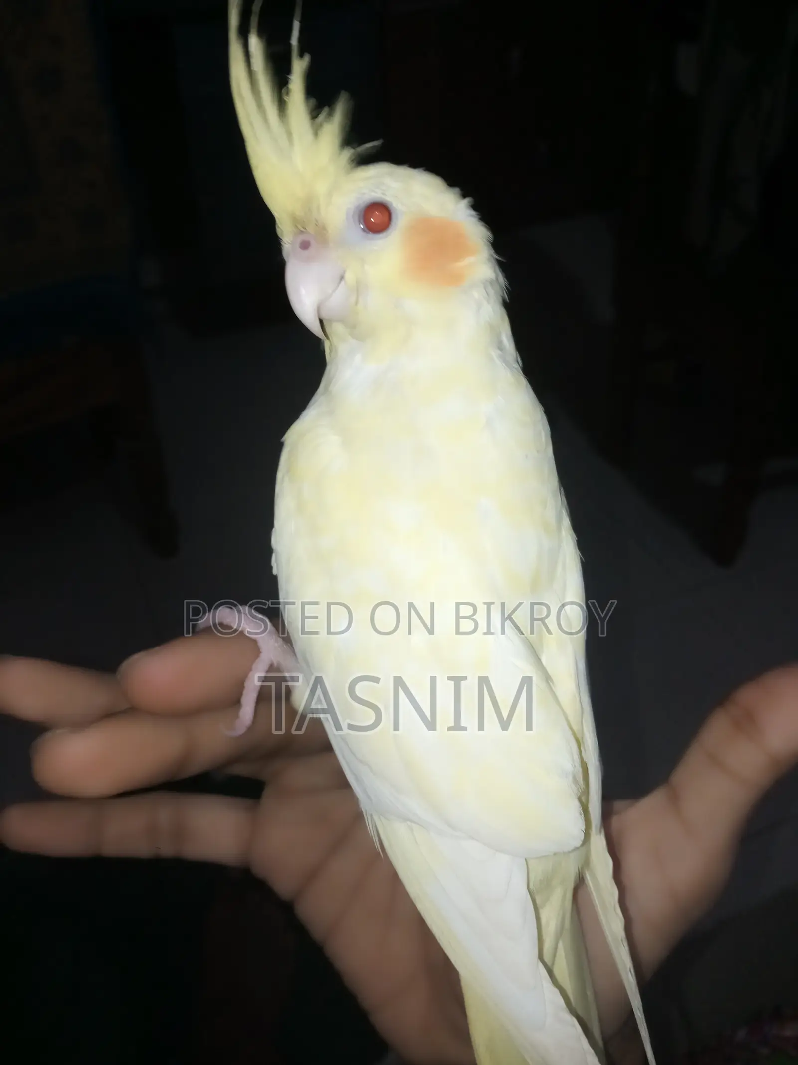 For Sale. Red Eye Heavy Pearl Cockatiel Bird