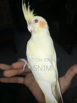 For Sale. Red Eye Heavy Pearl Cockatiel Bird