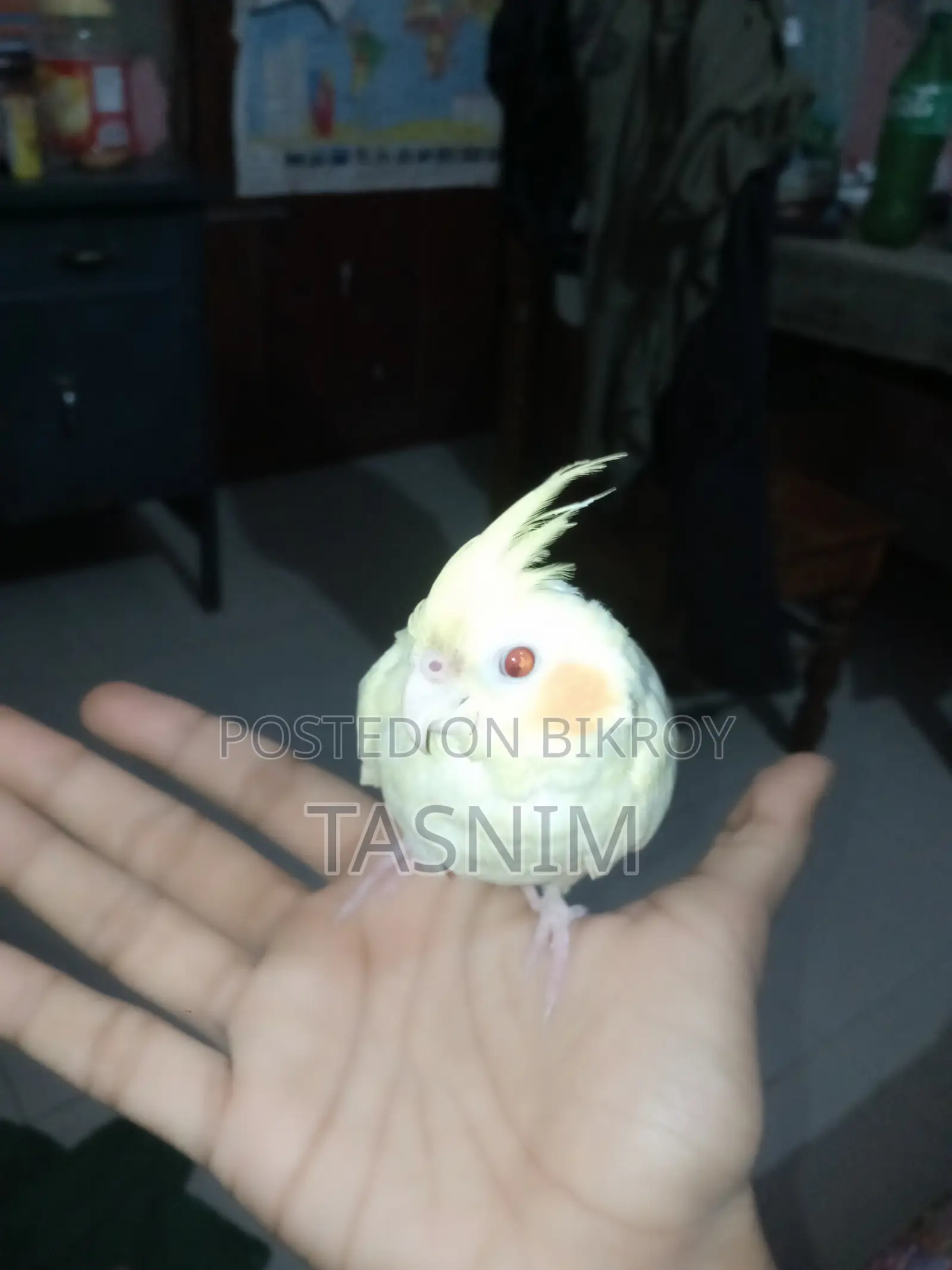 For Sale. Red Eye Heavy Pearl Cockatiel Bird