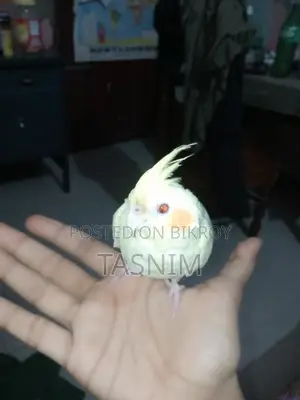 For Sale. Red Eye Heavy Pearl Cockatiel Bird