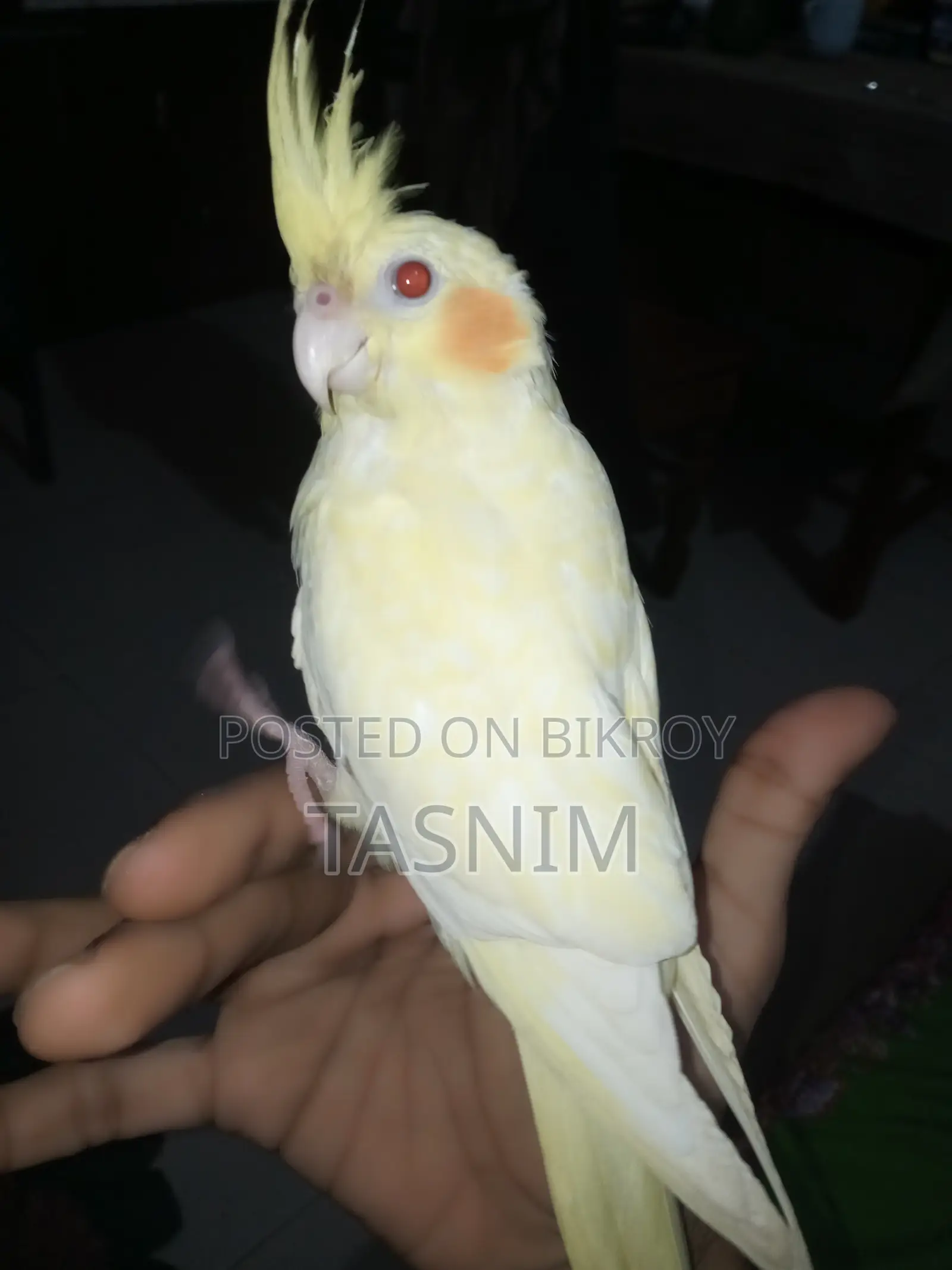 For Sale. Red Eye Heavy Pearl Cockatiel Bird