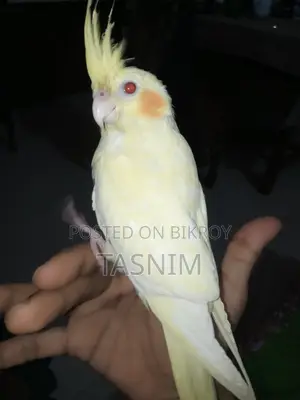 For Sale. Red Eye Heavy Pearl Cockatiel Bird