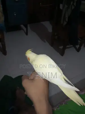 For Sale. Red Eye Heavy Pearl Cockatiel Bird