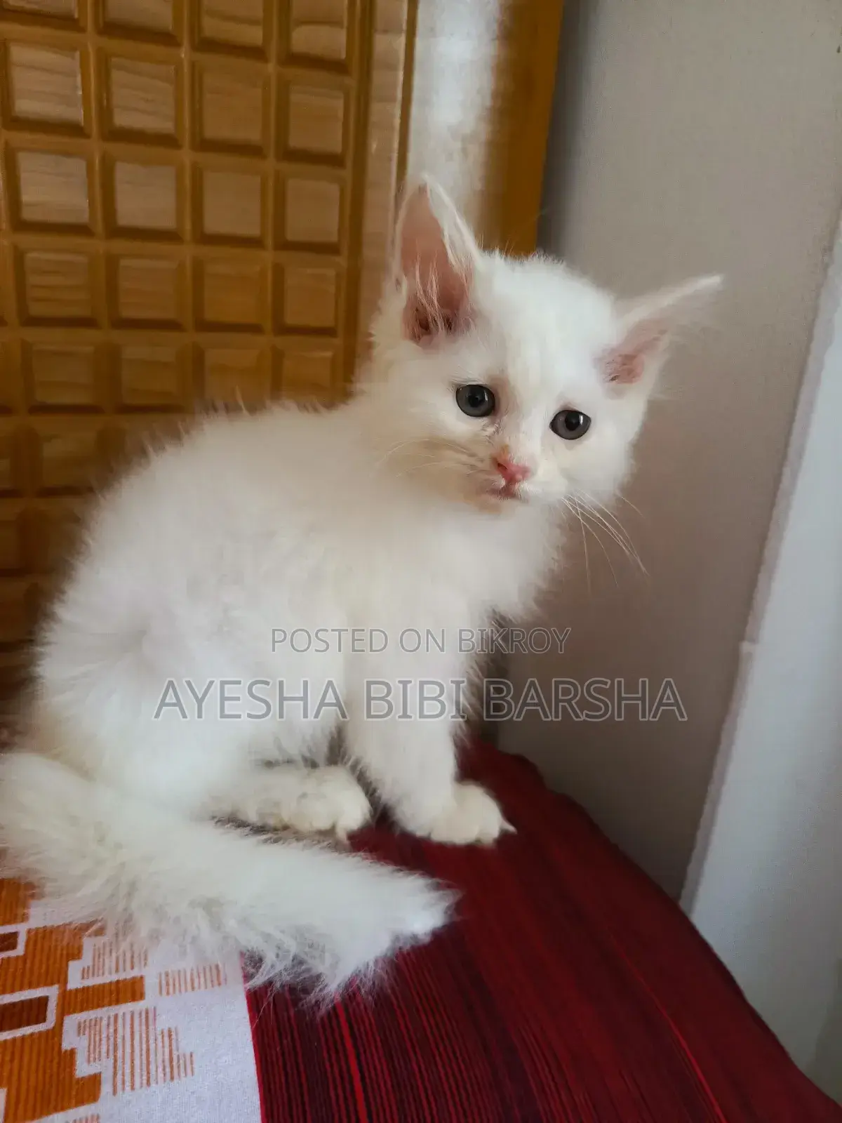 ১-৩ মাস বয়সী নারী খাঁটি পার্সিয়ান