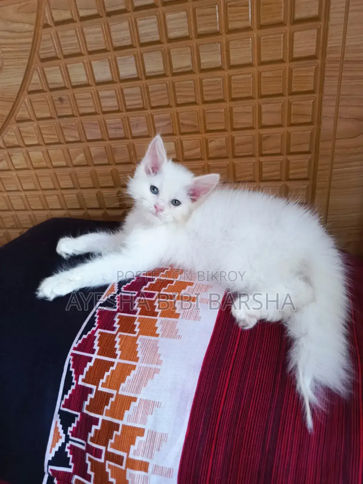 ১-৩ মাস বয়সী নারী খাঁটি পার্সিয়ান