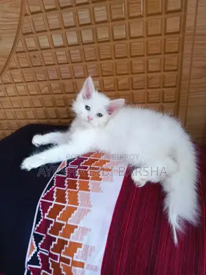 ১-৩ মাস বয়সী নারী খাঁটি পার্সিয়ান