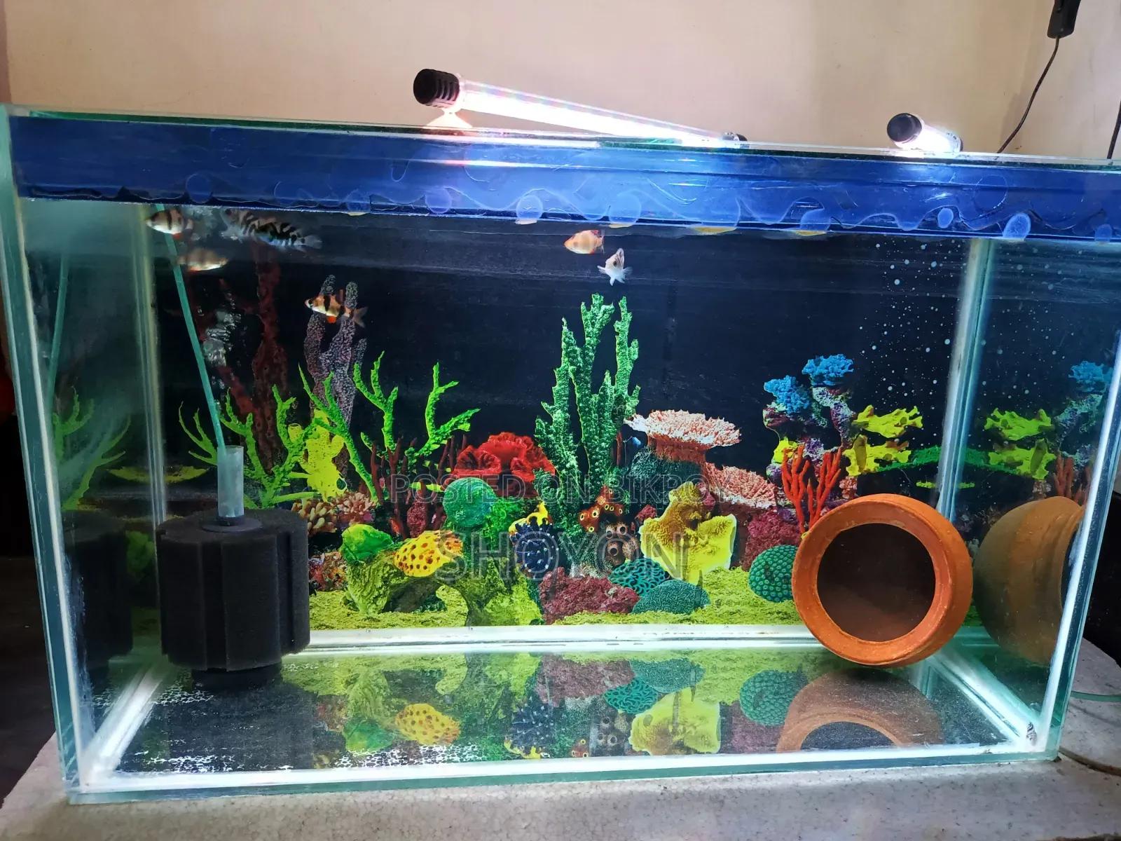 অ্যাকোয়ারিয়াম বিক্রয়ের জন্য