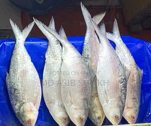 Original Hilsa Fish