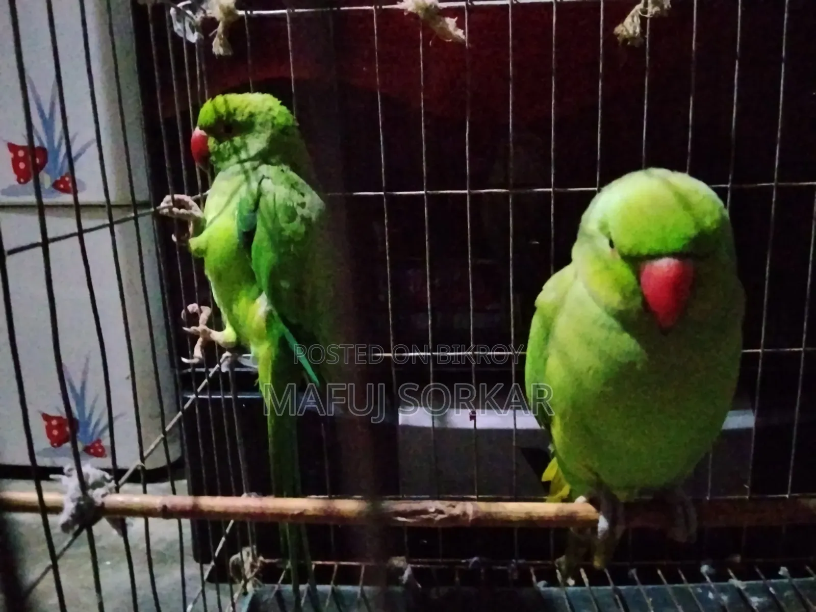 পাখি দুইটা সেল হবে