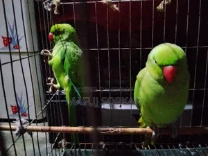 পাখি দুইটা সেল হবে