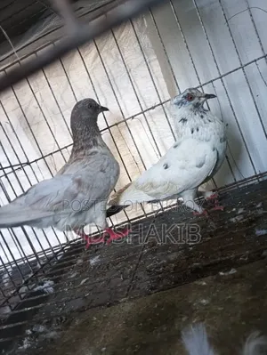 কবুতর বিক্রি