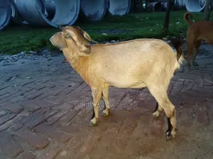 Two Female Goats For Sale