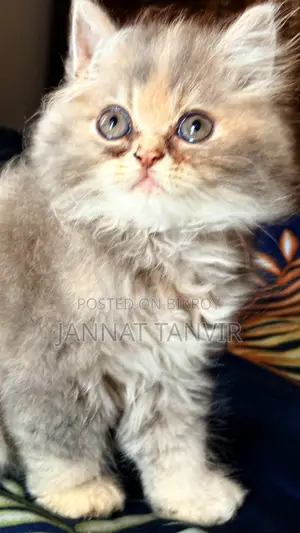1-3 Months Female Purebred Persian