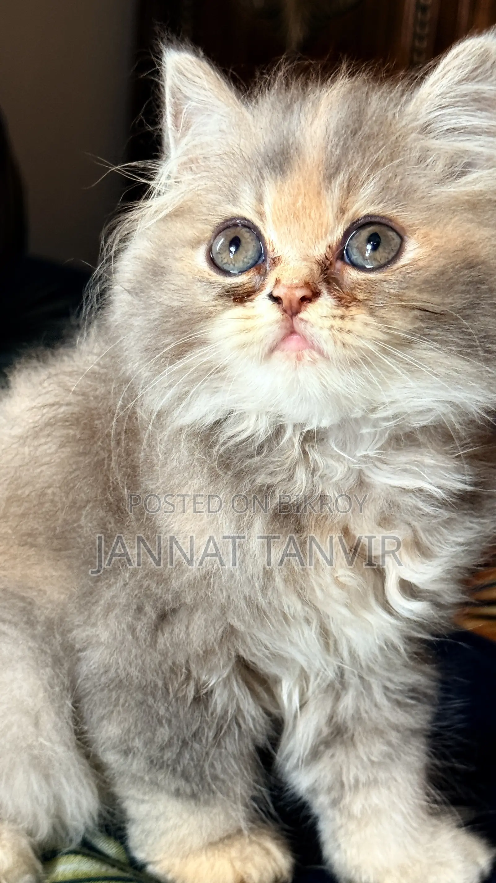 1-3 Months Female Purebred Persian