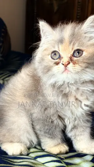1-3 Months Female Purebred Persian