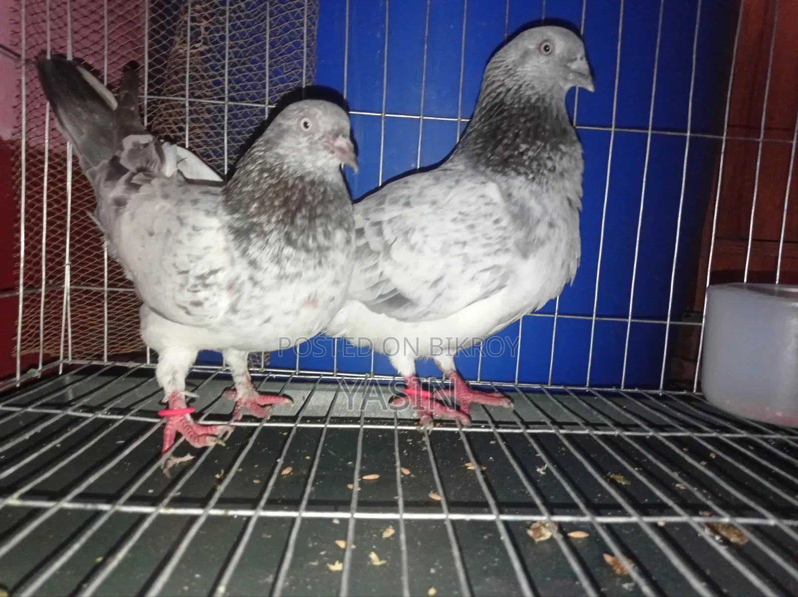 অরজিনাল গিরিবাজ কবুতর