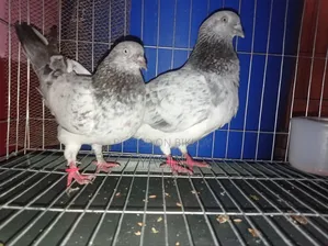 অরজিনাল গিরিবাজ কবুতর