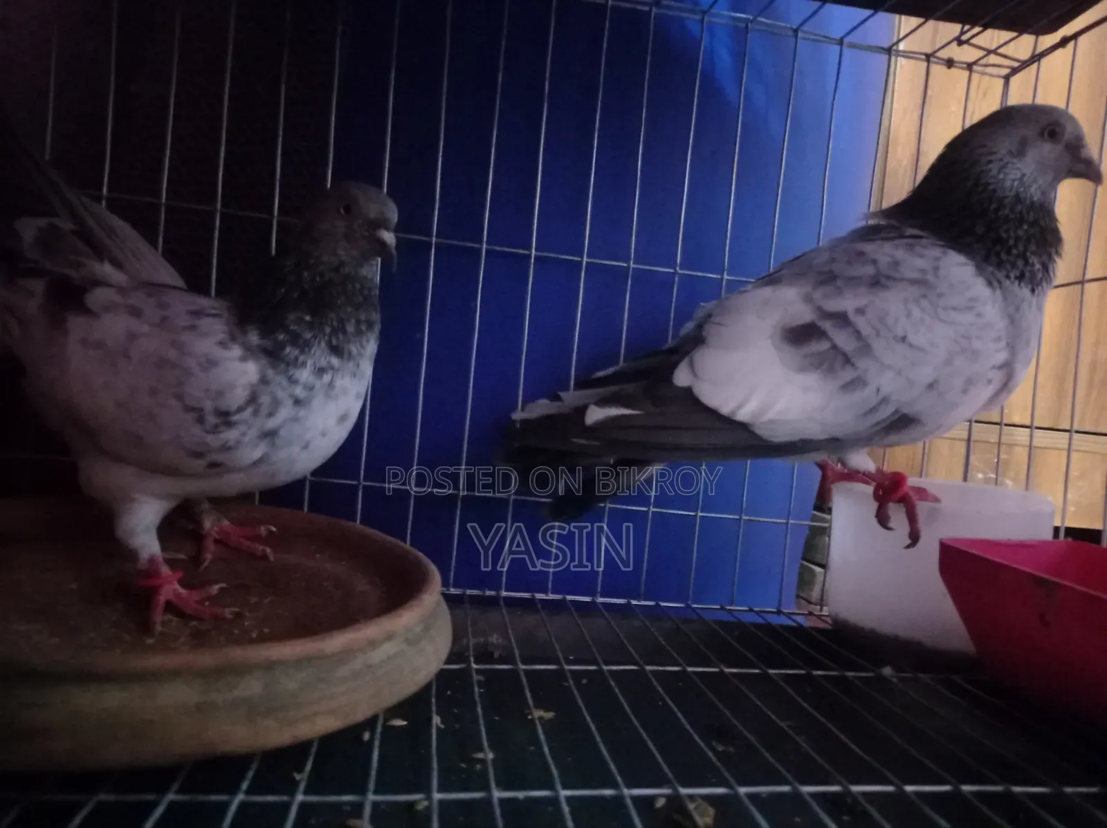 অরজিনাল গিরিবাজ কবুতর