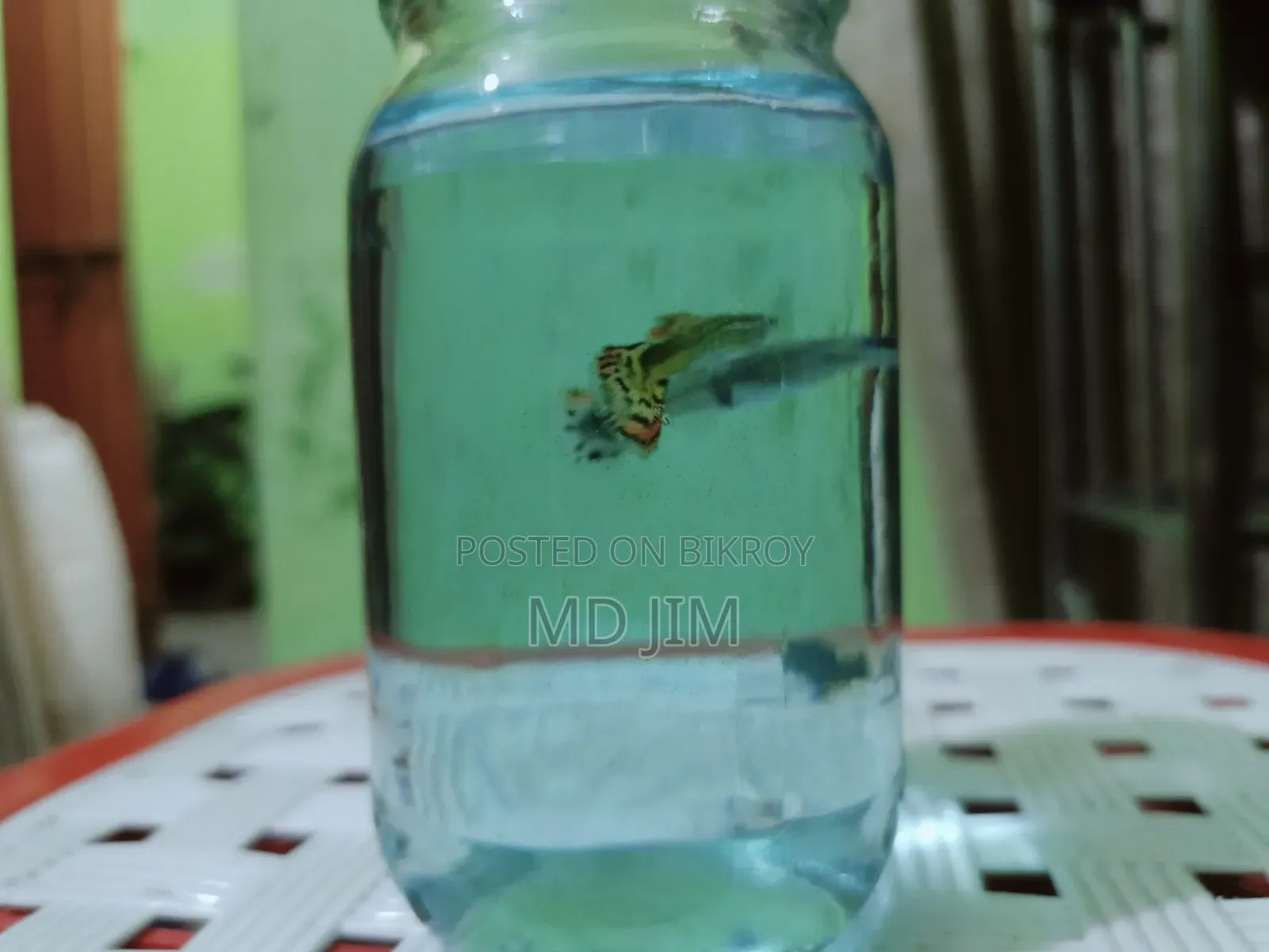 2 Piece Guppy Fish