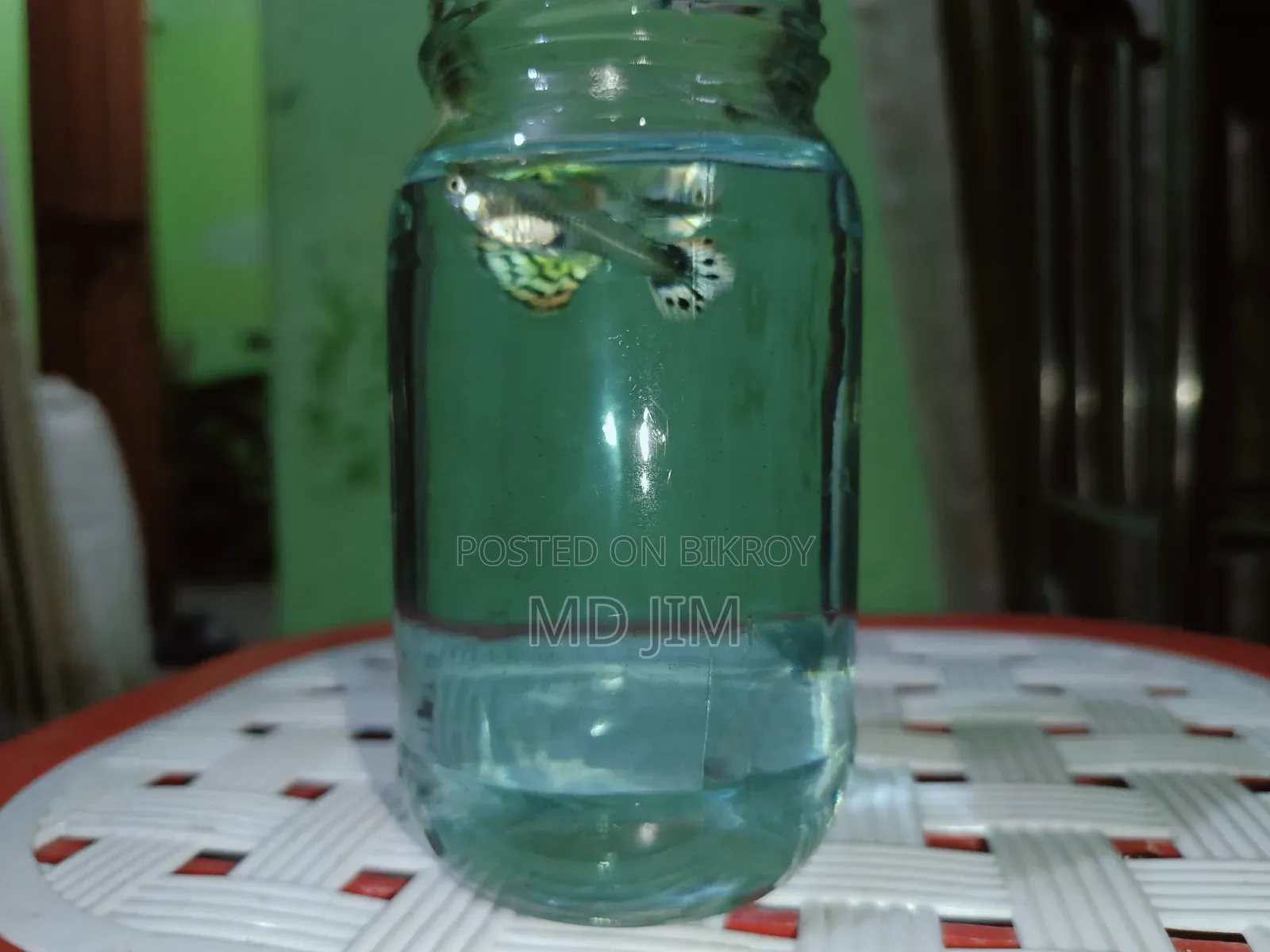 2 Piece Guppy Fish