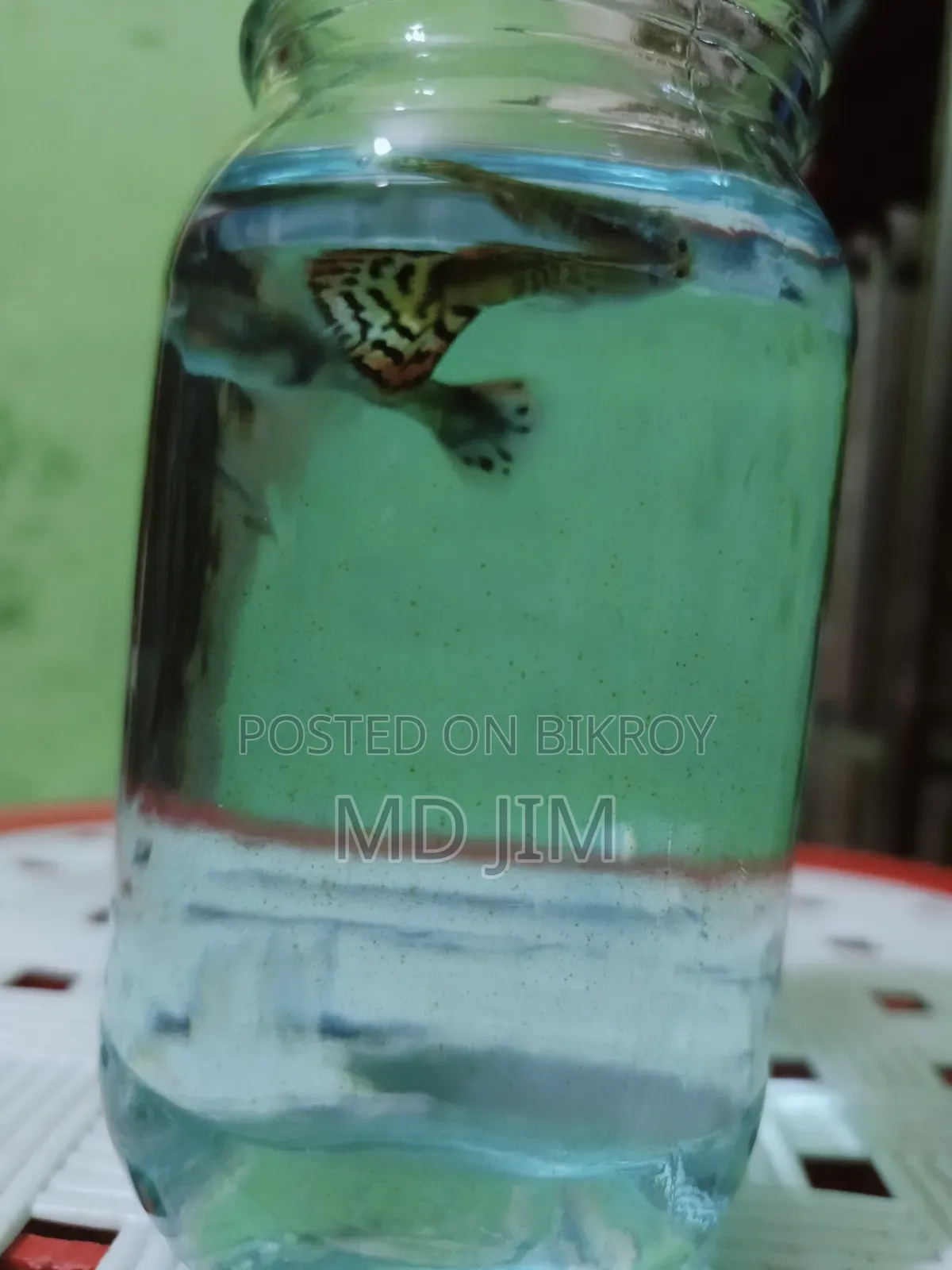 2 Piece Guppy Fish