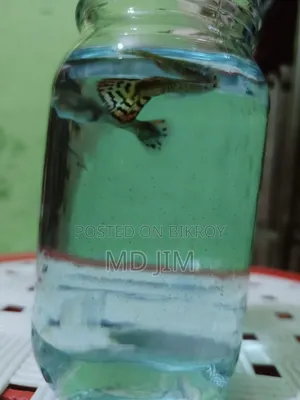 2 Piece Guppy Fish