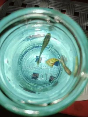 2 Piece Guppy Fish