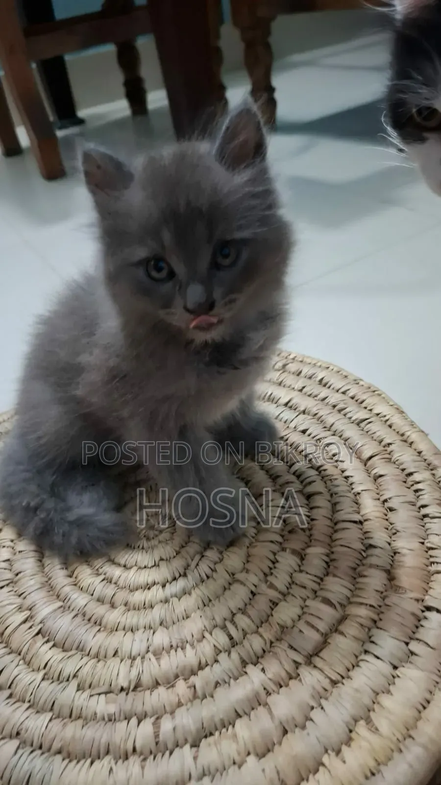 3-6 Months Male Mixed Breed Persian