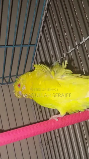রানিং জেপি(df)মেল লুটিনো রেড আই