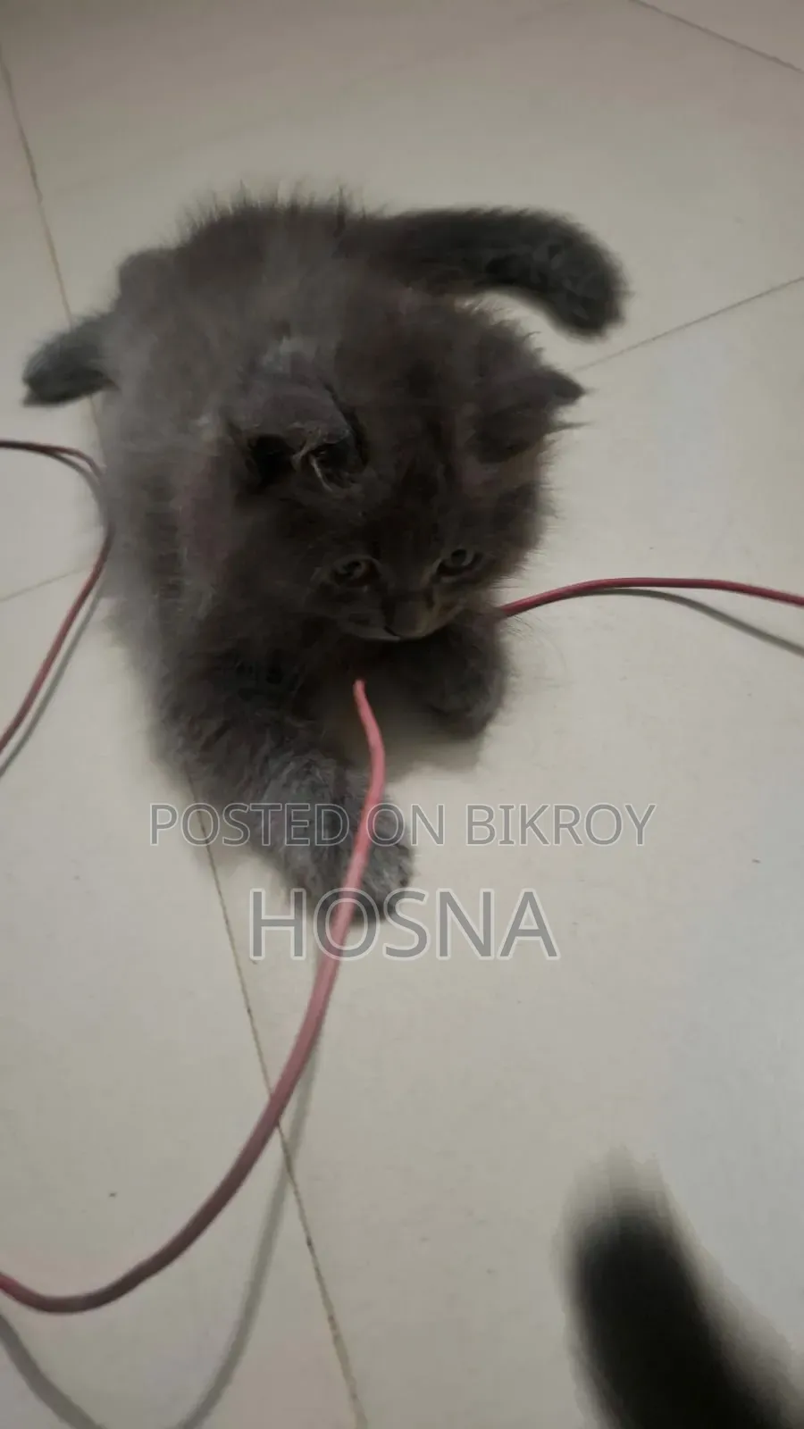 3-6 Months Male Mixed Breed Persian