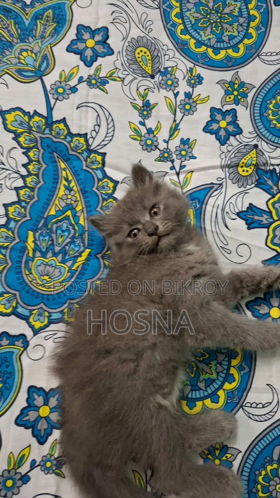 3-6 Months Male Mixed Breed Persian