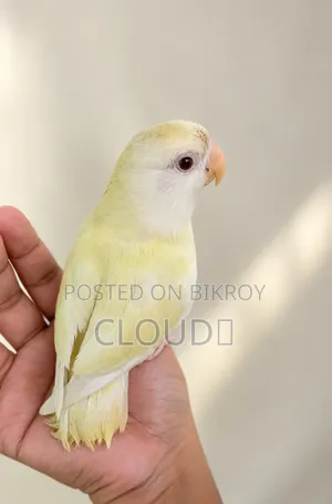 পোষা লাভ বার্ড