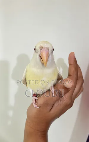 Tame Love Bird