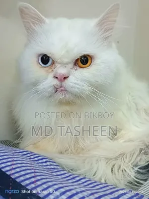 1+ Year Male Purebred Persian