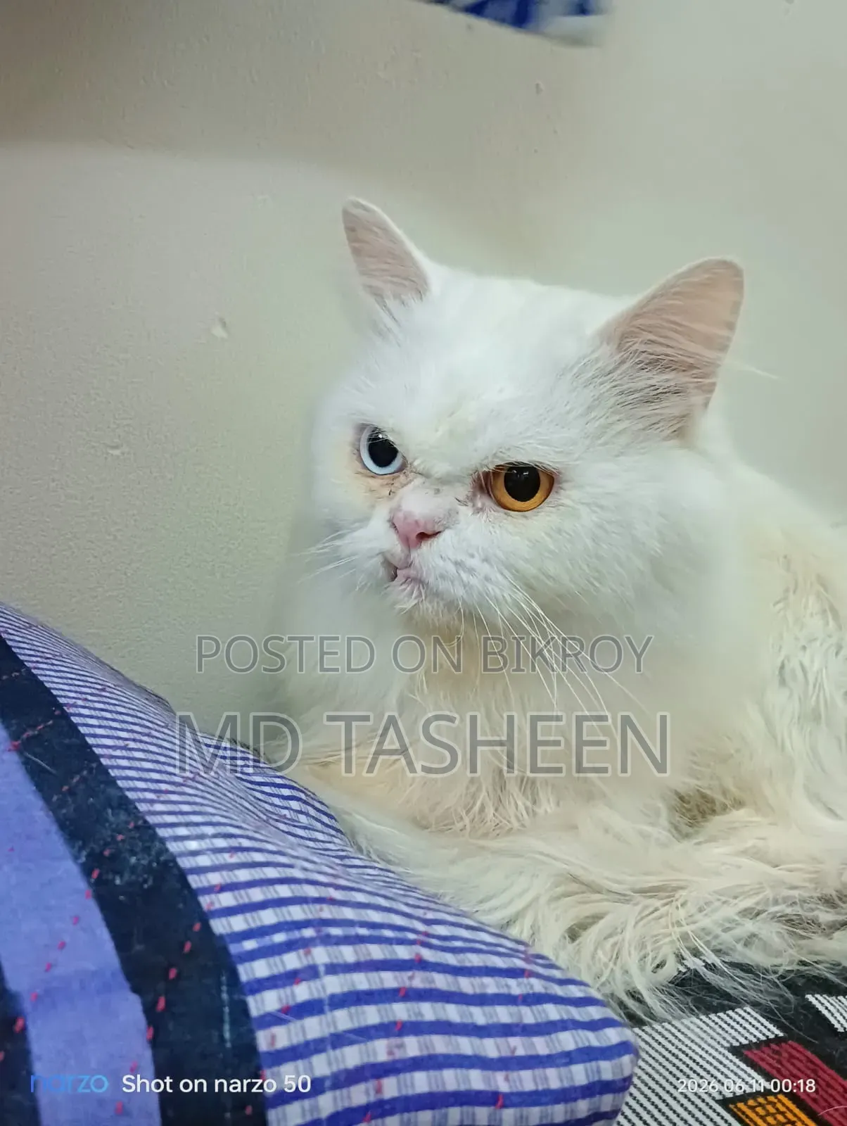 1+ Year Male Purebred Persian