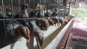 মিশরী ফাওমি মুরগি