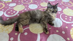 ৩-৬ মাস বয়সী নারী মিক্সড ব্রিড পার্সিয়ান