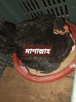 Pure Desi Chicken Chicks and Hatching Eggs