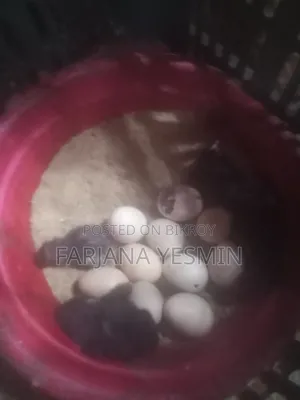 পিওর দেশী মুরগির বাচ্চা