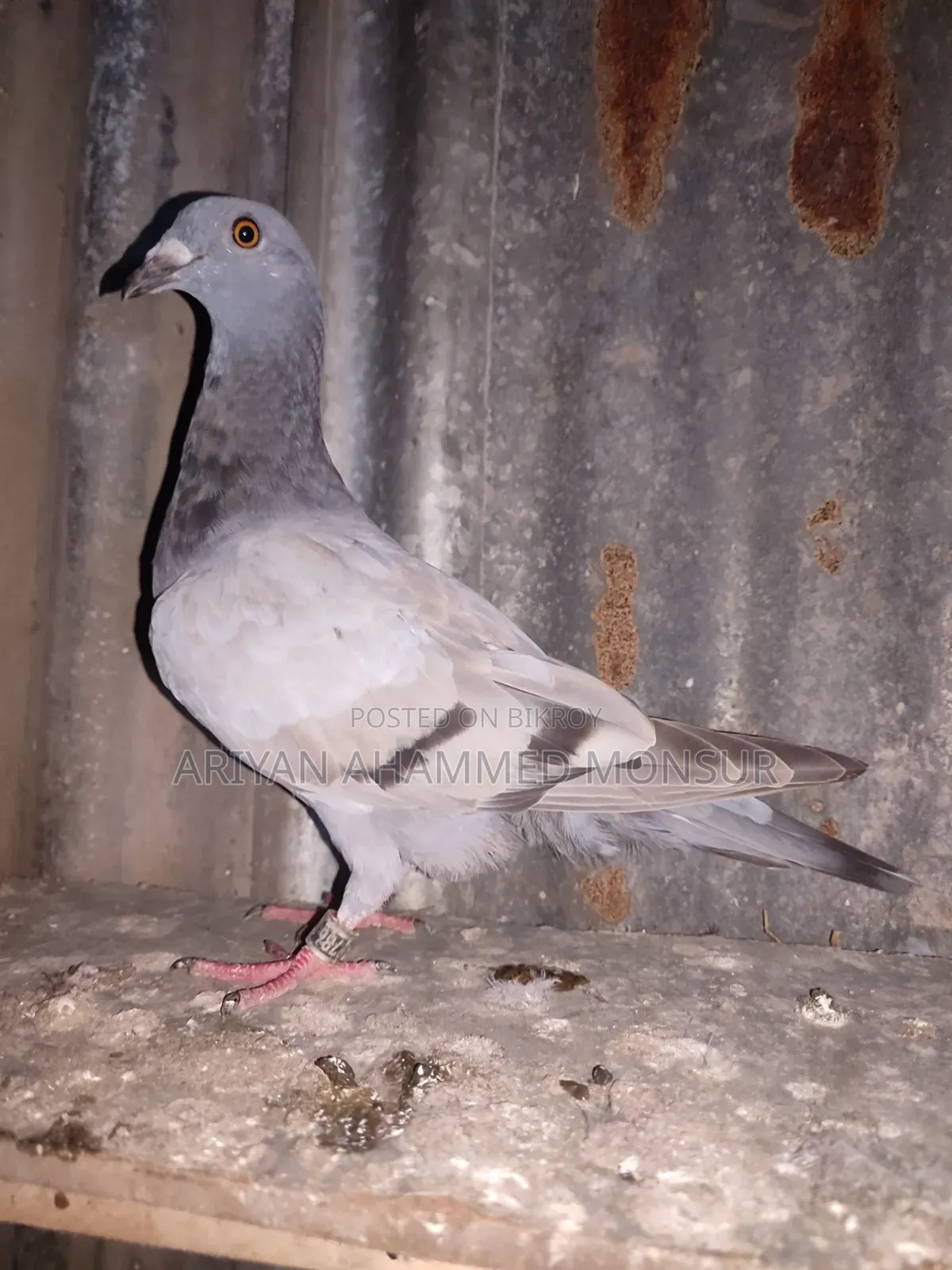 সবজি রেসার মাদি