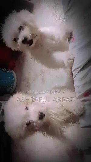 1-3 months Female Purebred Lhasa Apso