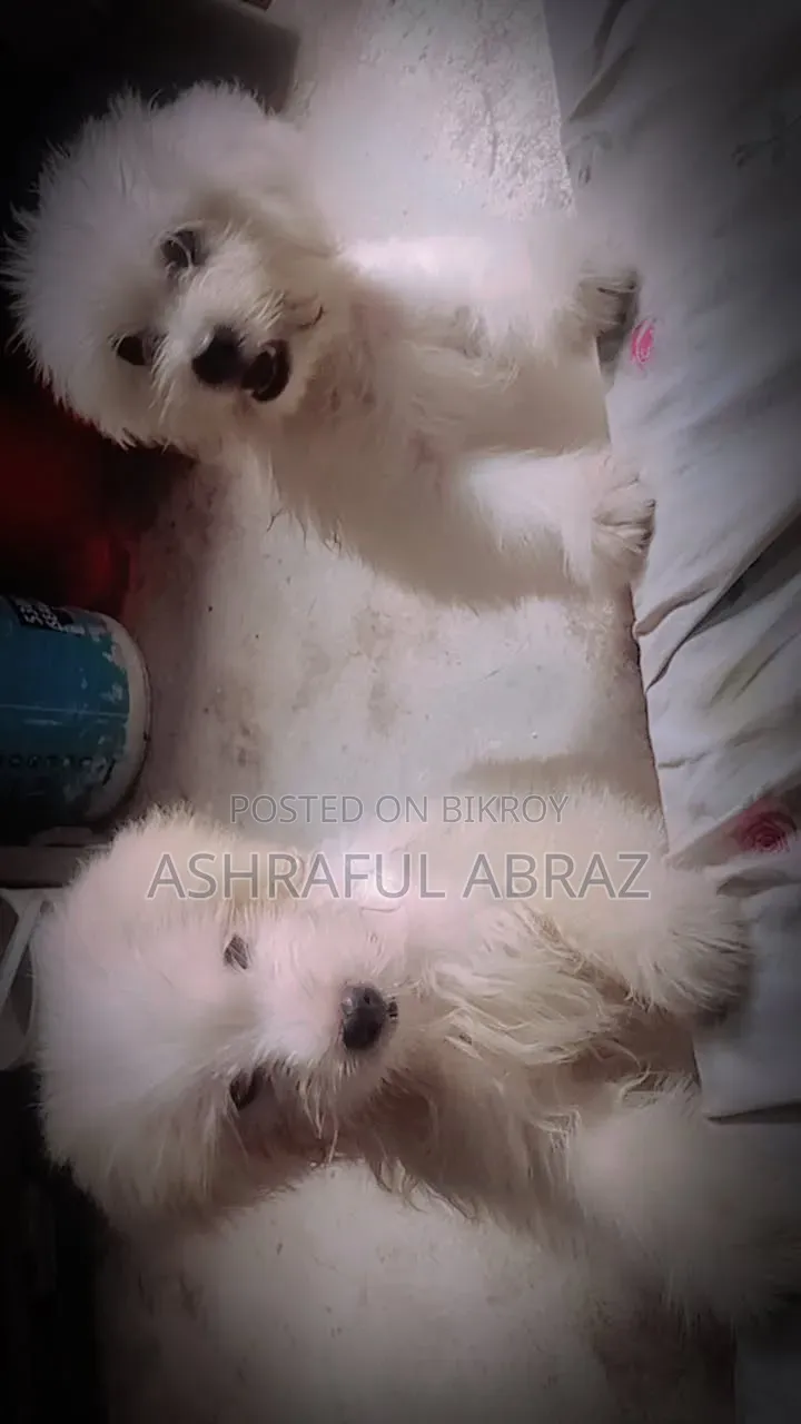 1-3 months Female Purebred Lhasa Apso