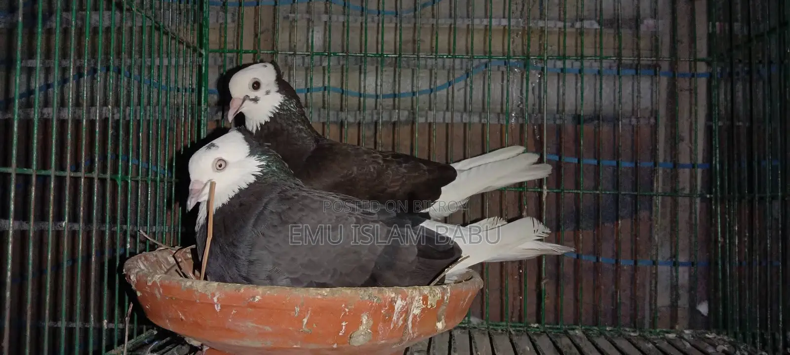 Pair of pigeons for exchange, male and female both are 'Dochashma' (spectacled), laying eggs and breeding, fully fresh.