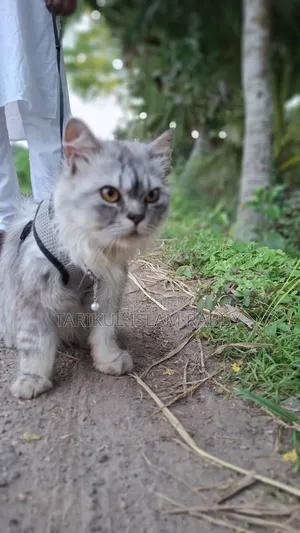 1+ Year Male Purebred Persian