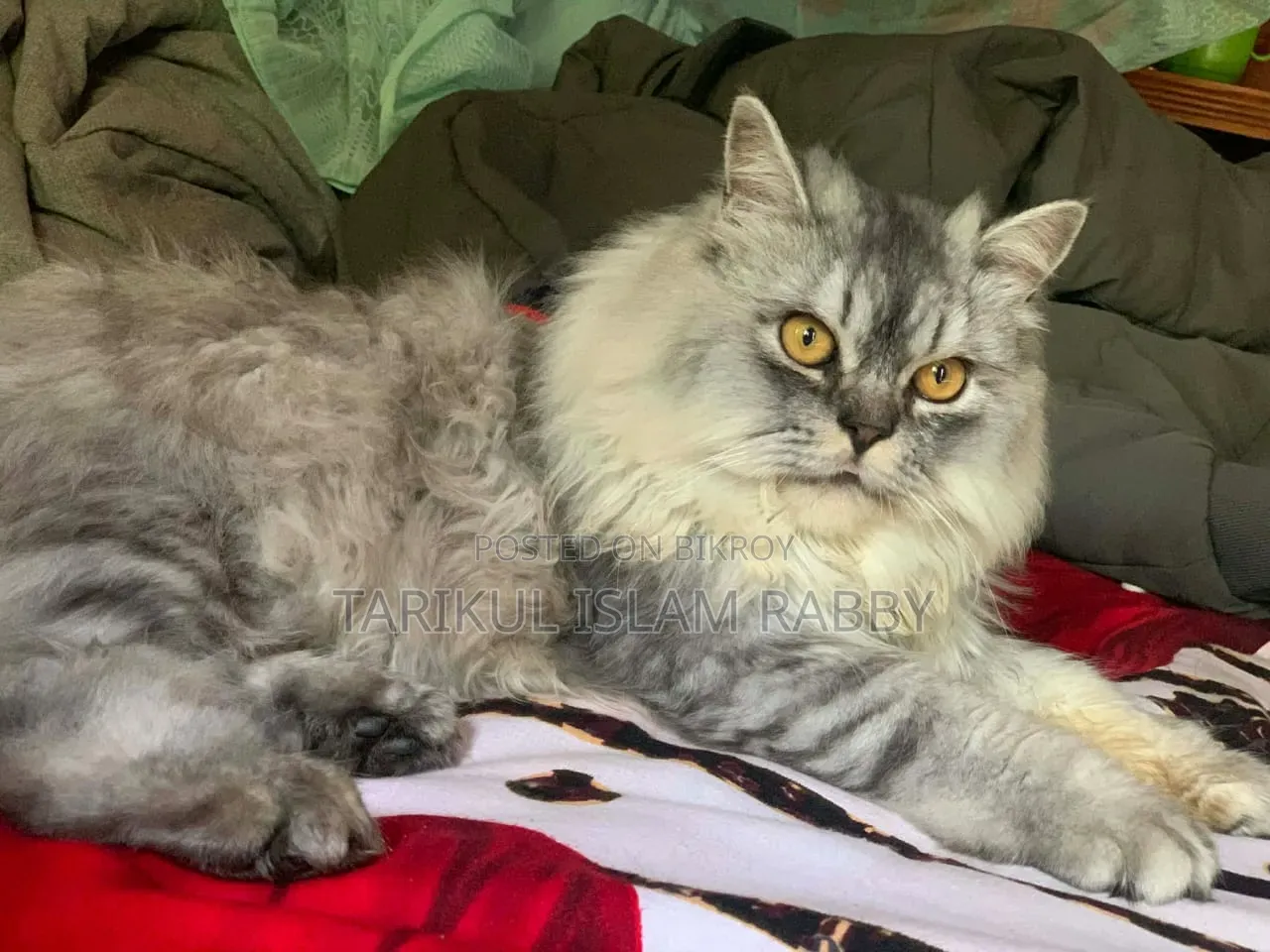 1+ Year Male Purebred Persian