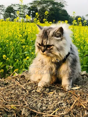 1+ Year Male Purebred Persian